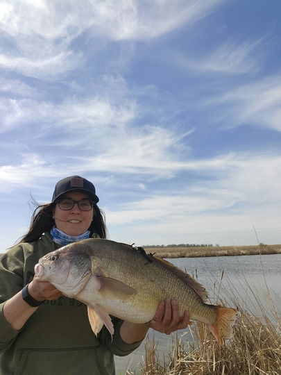 Freshwater Drum