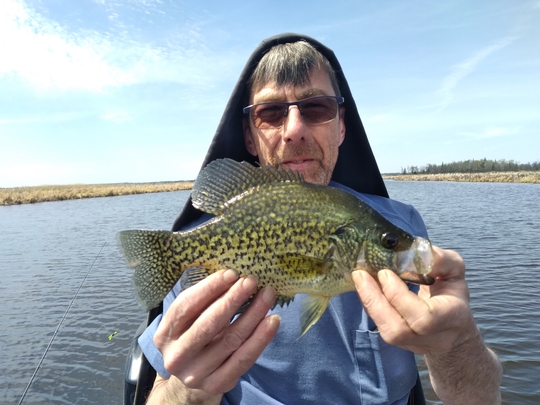 Black Crappie