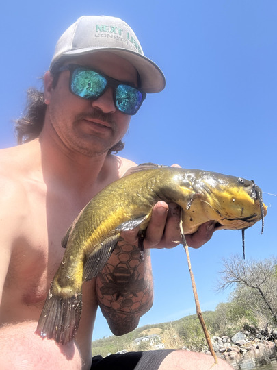 Bullhead