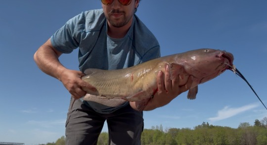 Channel Catfish
