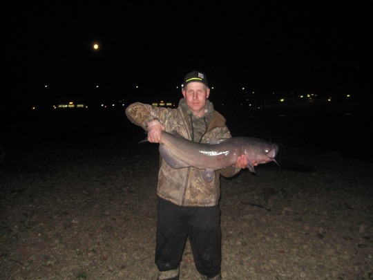 Channel Catfish