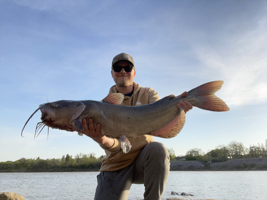 Channel Catfish