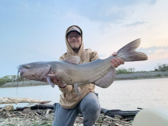 Channel Catfish
