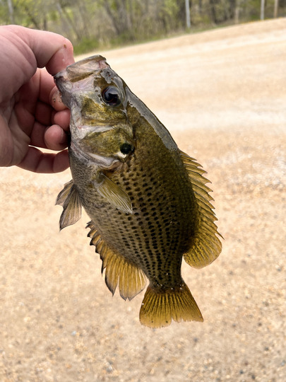 Rock Bass