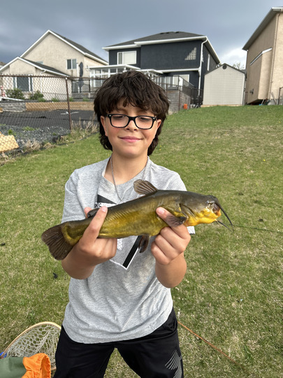 Bullhead