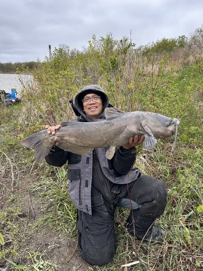 Channel Catfish