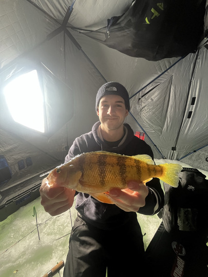 Yellow Perch