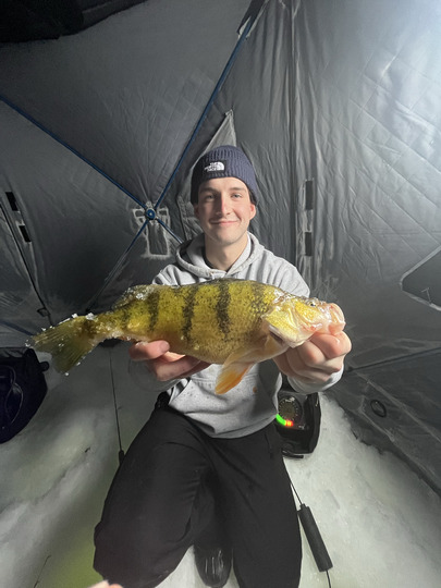 Yellow Perch