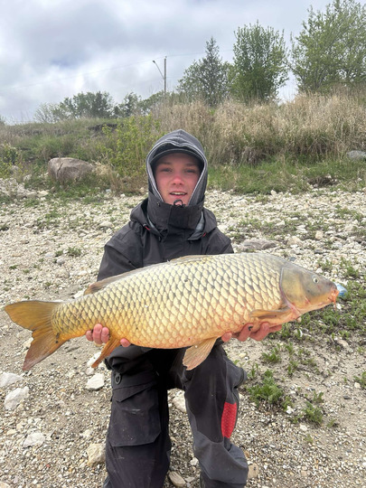 Common Carp