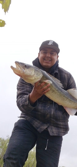 Walleye