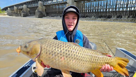 Common Carp