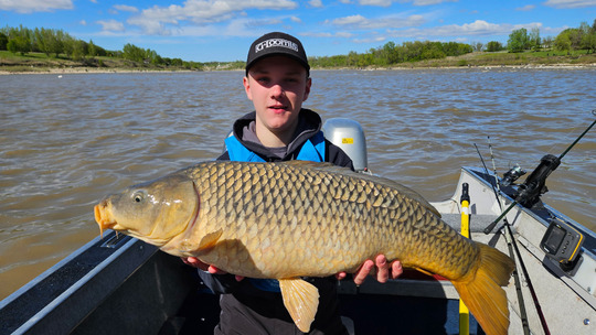 Common Carp