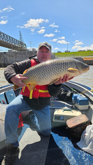 Common Carp