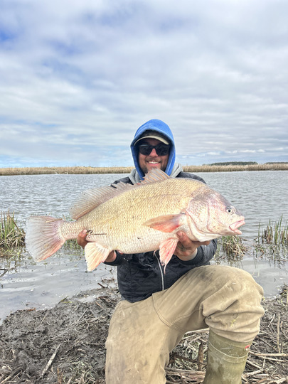 Freshwater Drum