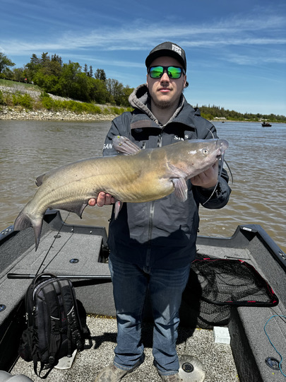 Channel Catfish