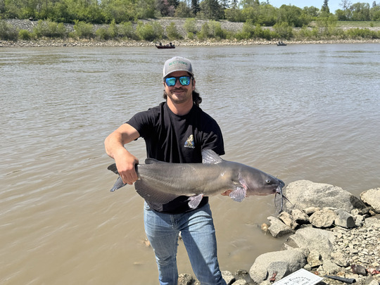 Channel Catfish