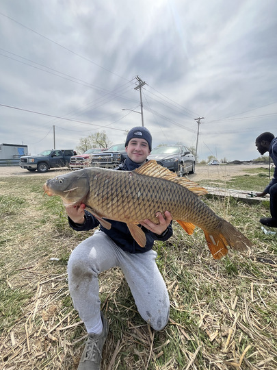 Common Carp