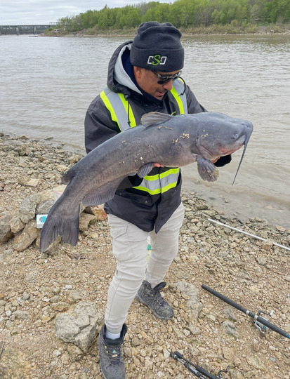 Channel Catfish