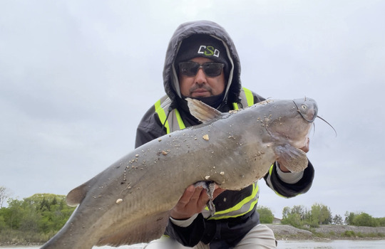 Channel Catfish