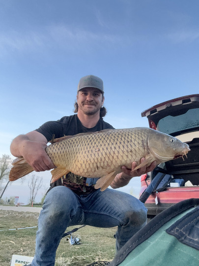 Common Carp