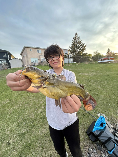 Bullhead