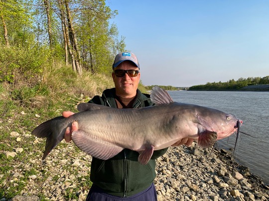 Channel Catfish