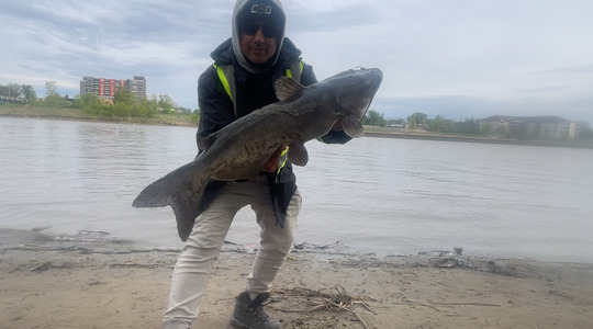 Channel Catfish