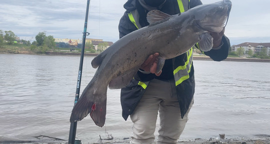 Channel Catfish