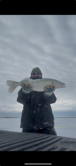 Walleye