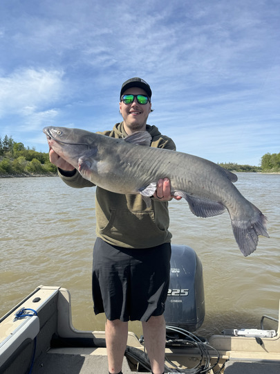 Channel Catfish