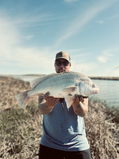 Freshwater Drum