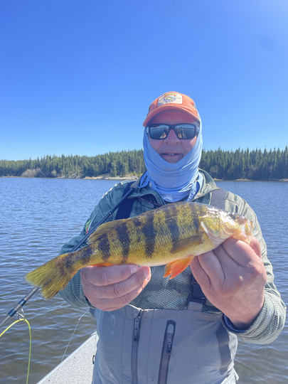 Yellow Perch