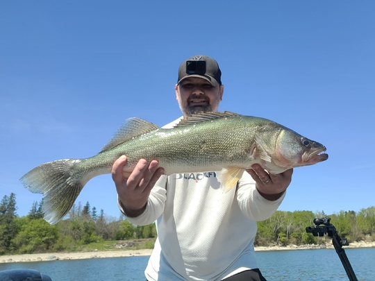 Walleye