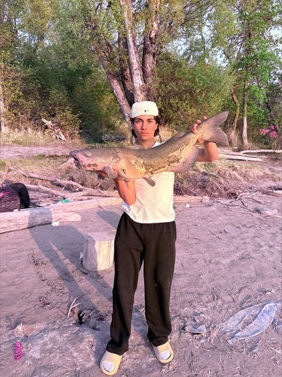 Channel Catfish