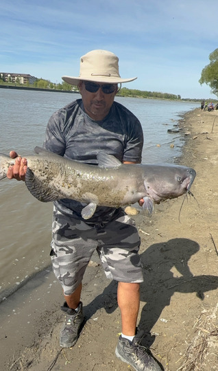 Channel Catfish
