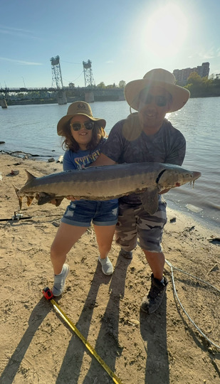 Lake Sturgeon