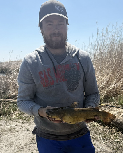 Bullhead