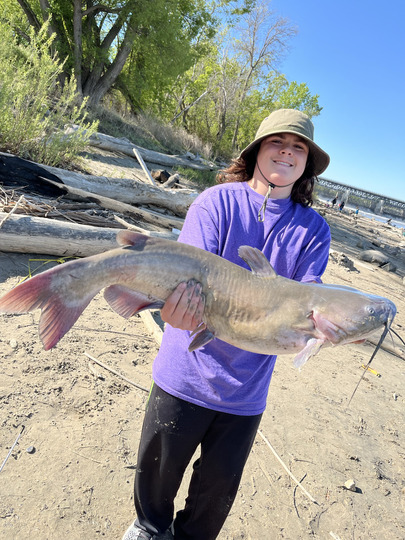Channel Catfish