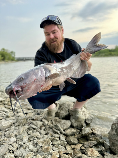Channel Catfish