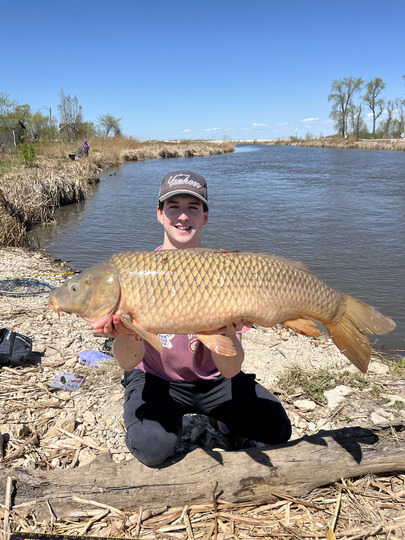 Common Carp