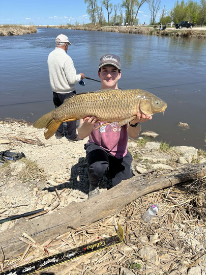 Common Carp