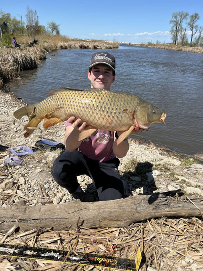 Common Carp