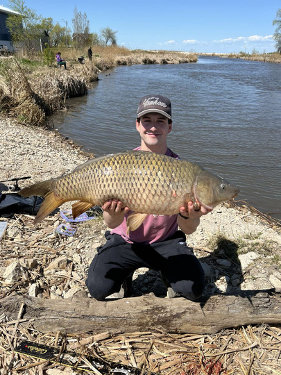 Common Carp
