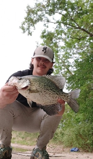 Black Crappie