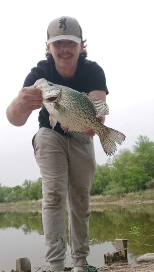 Black Crappie