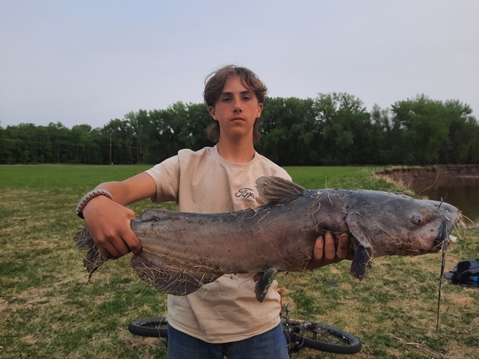 Channel Catfish