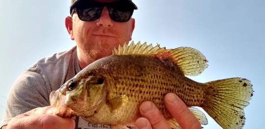 Rock Bass