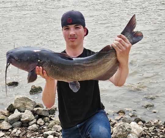 Channel Catfish