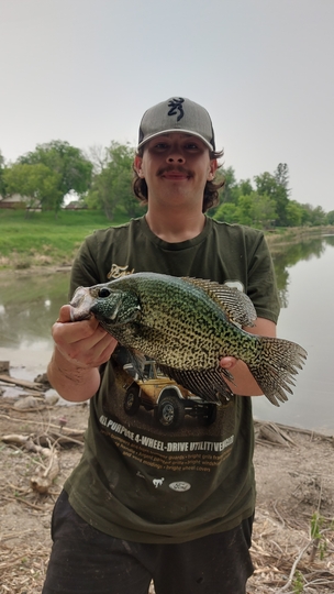 Black Crappie