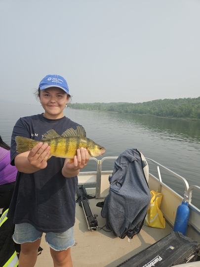 Yellow Perch